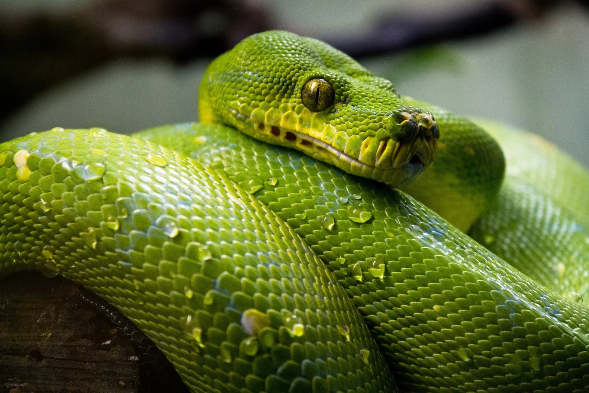 So you want to be a Python expert?